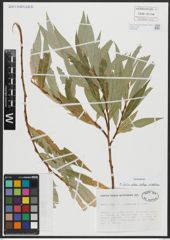 Foto von Salix alba subsp. vitellina (L.) Arcang.